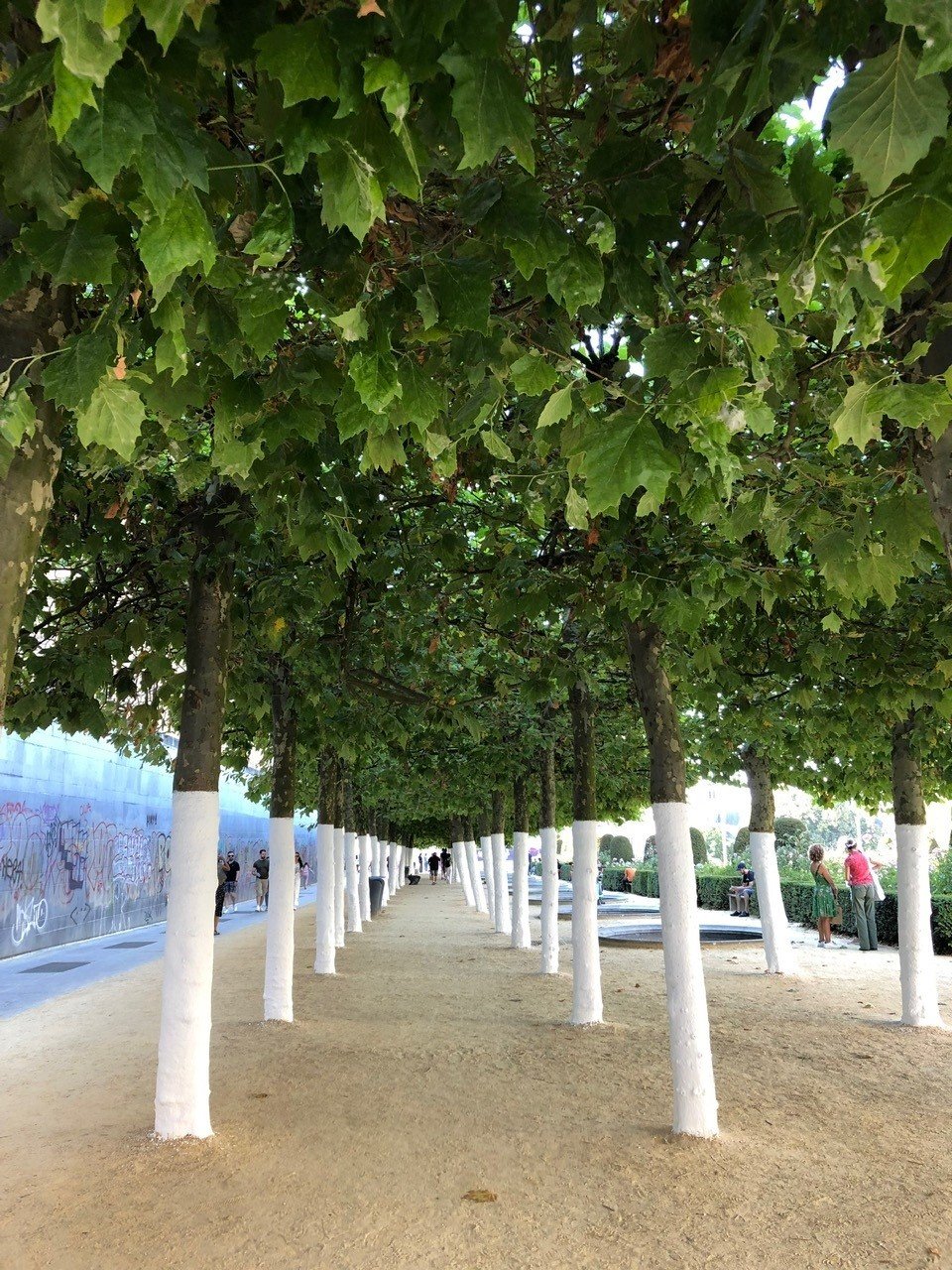 Line of Trees1.jpg