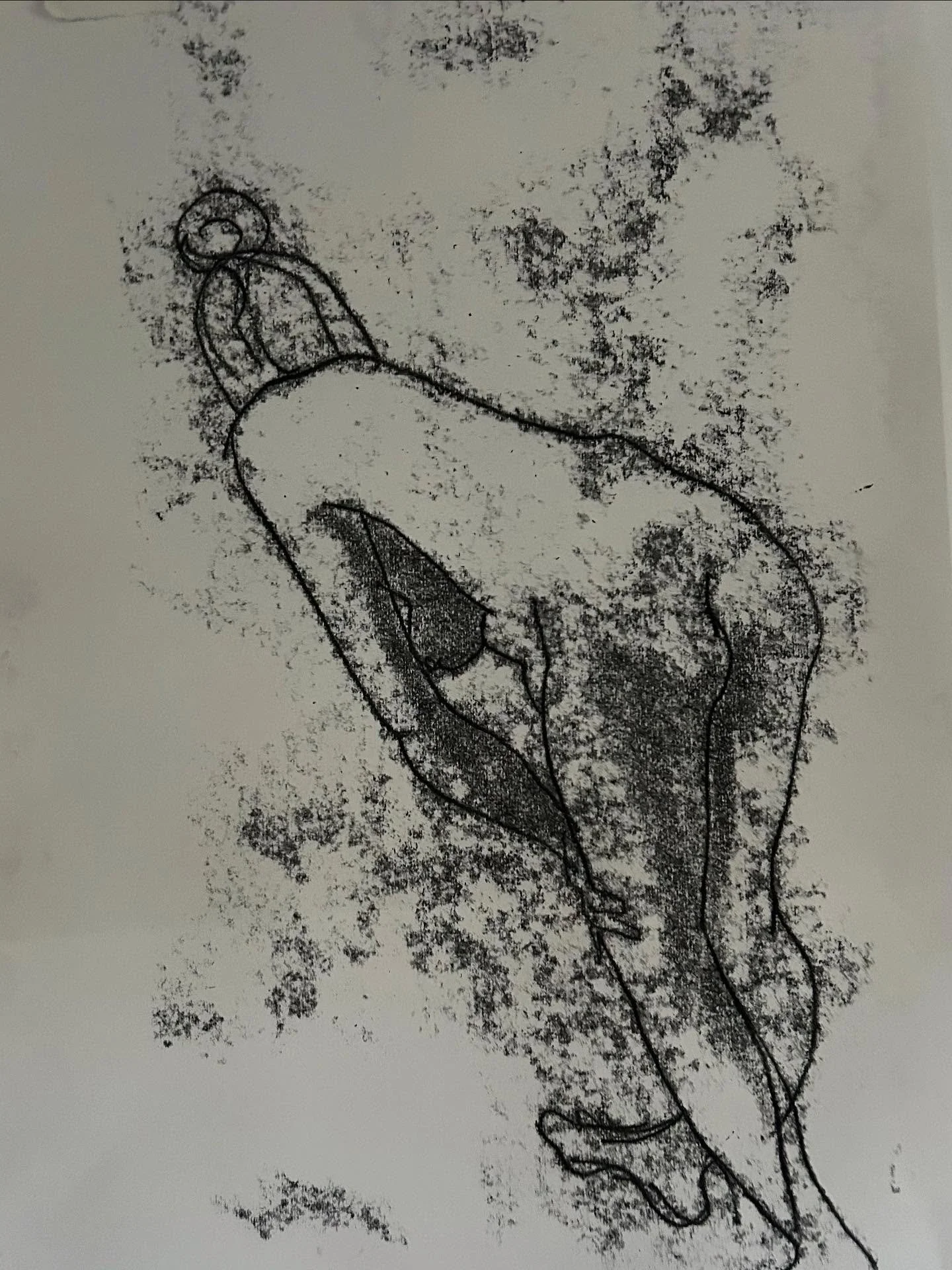 3 minute mono print from last week at life drawing 
#3minutemonoprint #lifedrawingmeetsprintmaking #caligosafewashreliefinks #warmupsketch #mondayafternoonlifedrawing