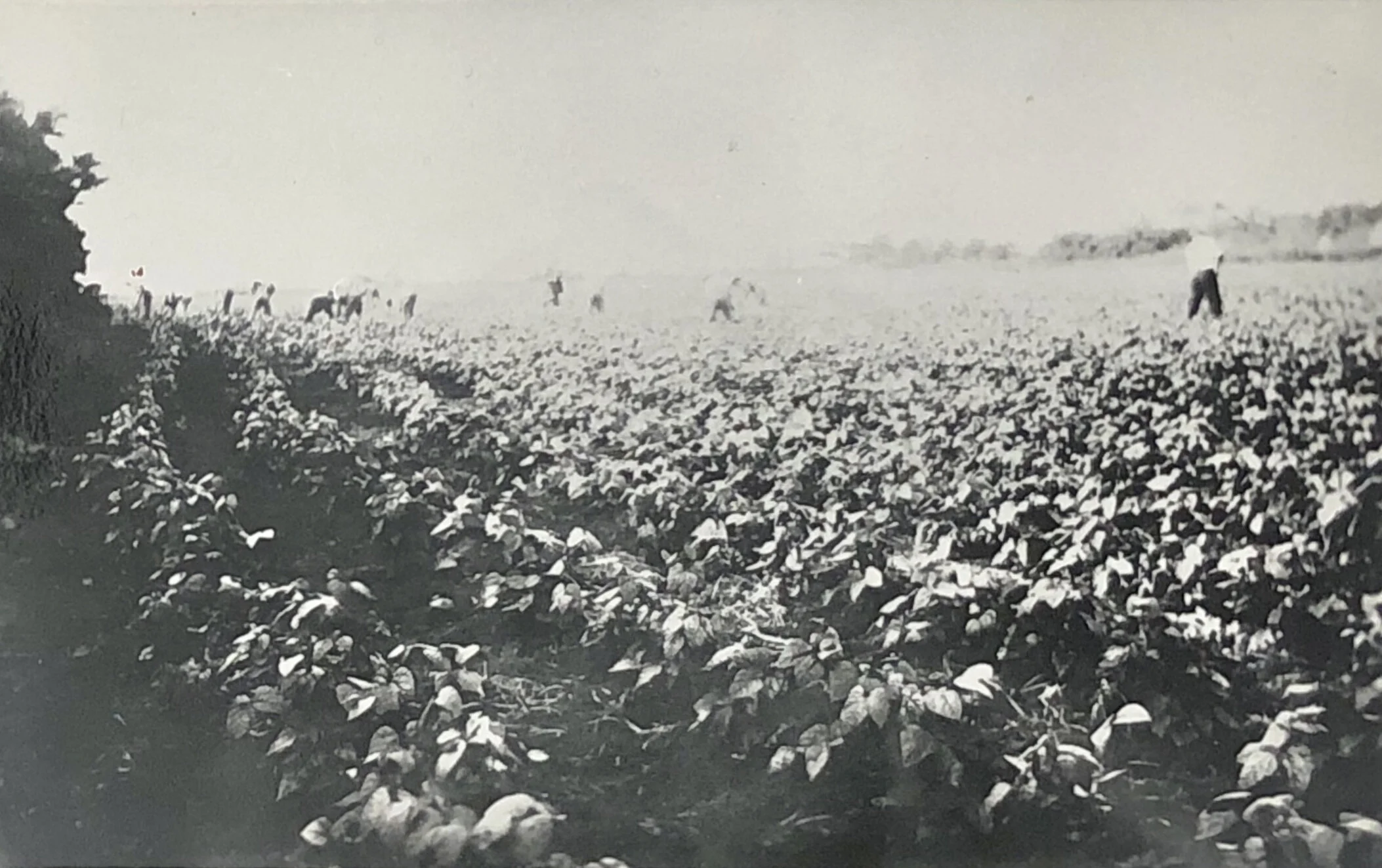 Early 1900s: Working in the turnip fields.
