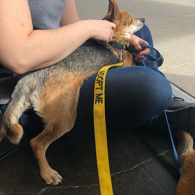 Even though our little BBs didn&rsquo;t find their forever homes yesterday, they were so well behaved and made tons of new friends! They are such good pups in public spaces! They truly are most people&rsquo;s dream personalities - super chill with li