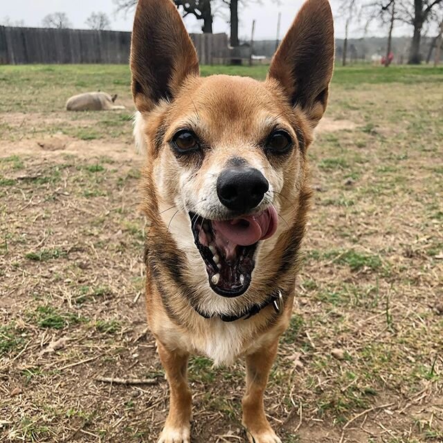 🥰
#adoptable #shibasofinstagram #chugsofinstagram