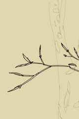 Where Maple Leaves Come From