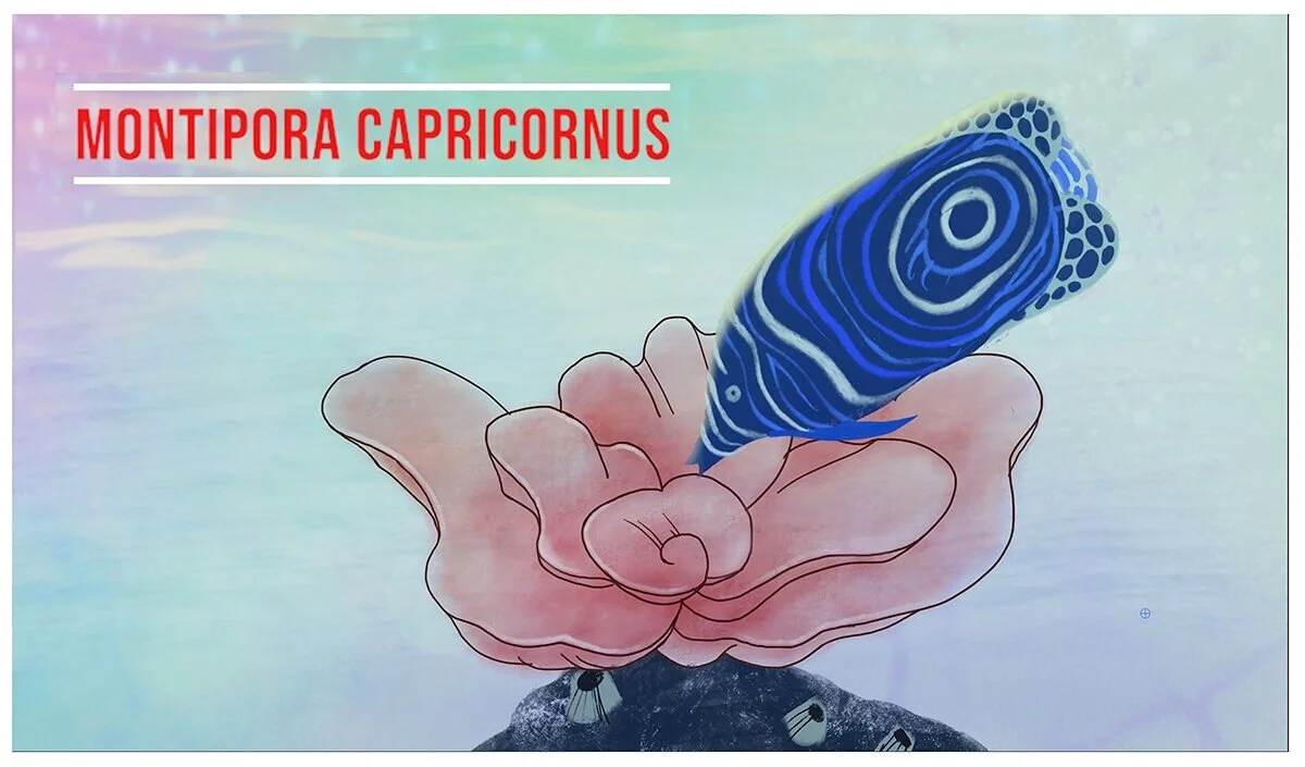 Montipora Capricornus - Underwater Animation Clip 2