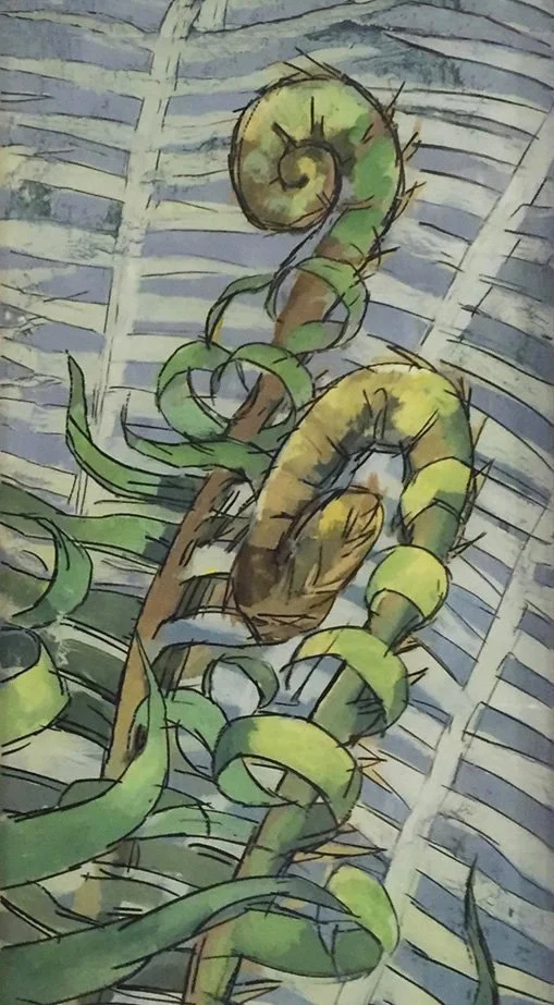 Polystichum Munitum (Sword Fern)