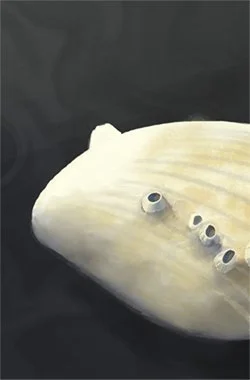 More from Massacre Bay ...