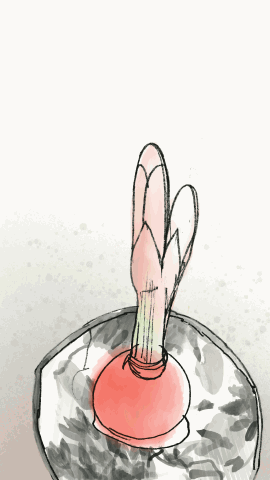 Amaryllis Animation - 