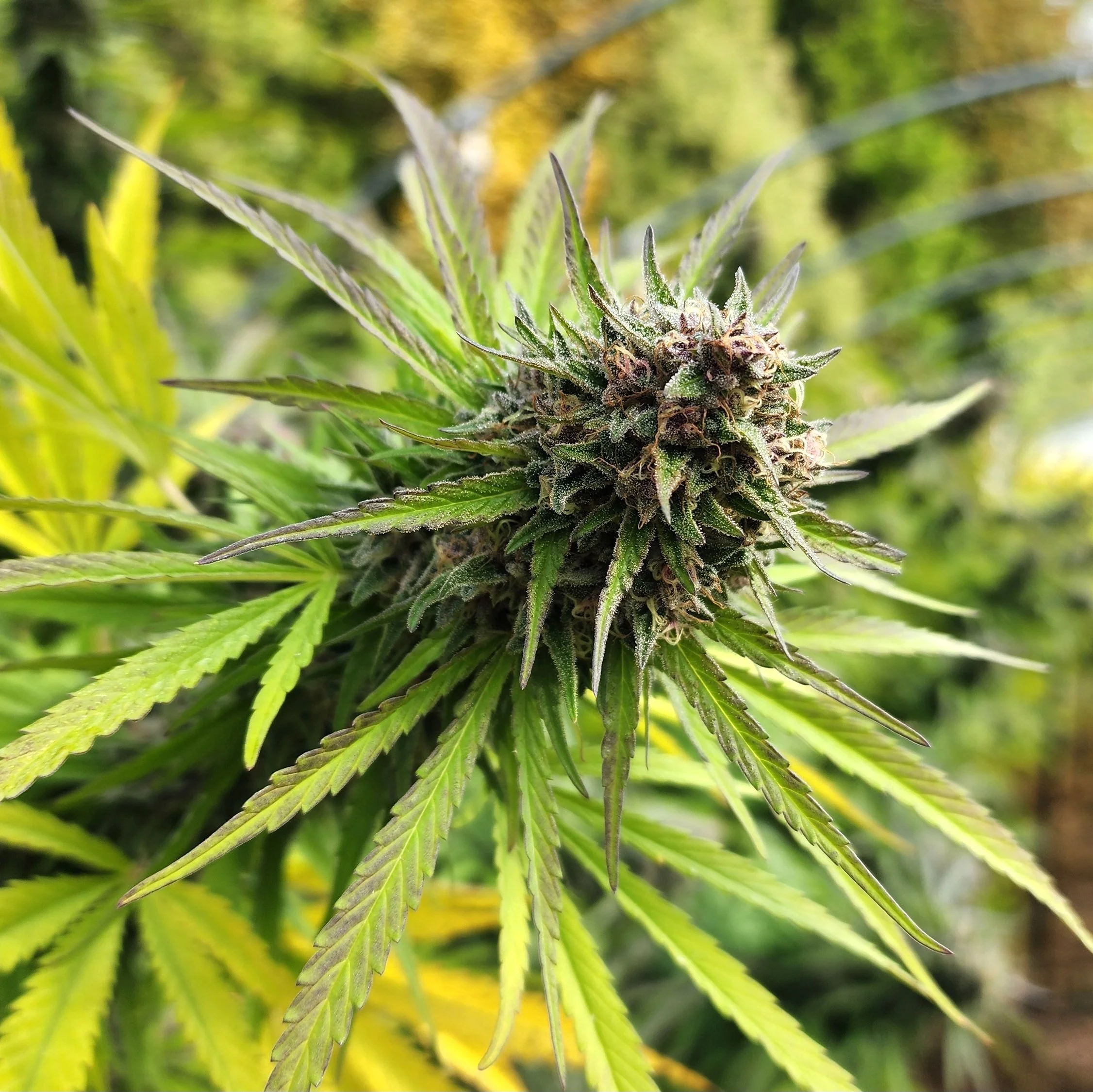 Flower Highlight: Farmer's Friend Sourced Material