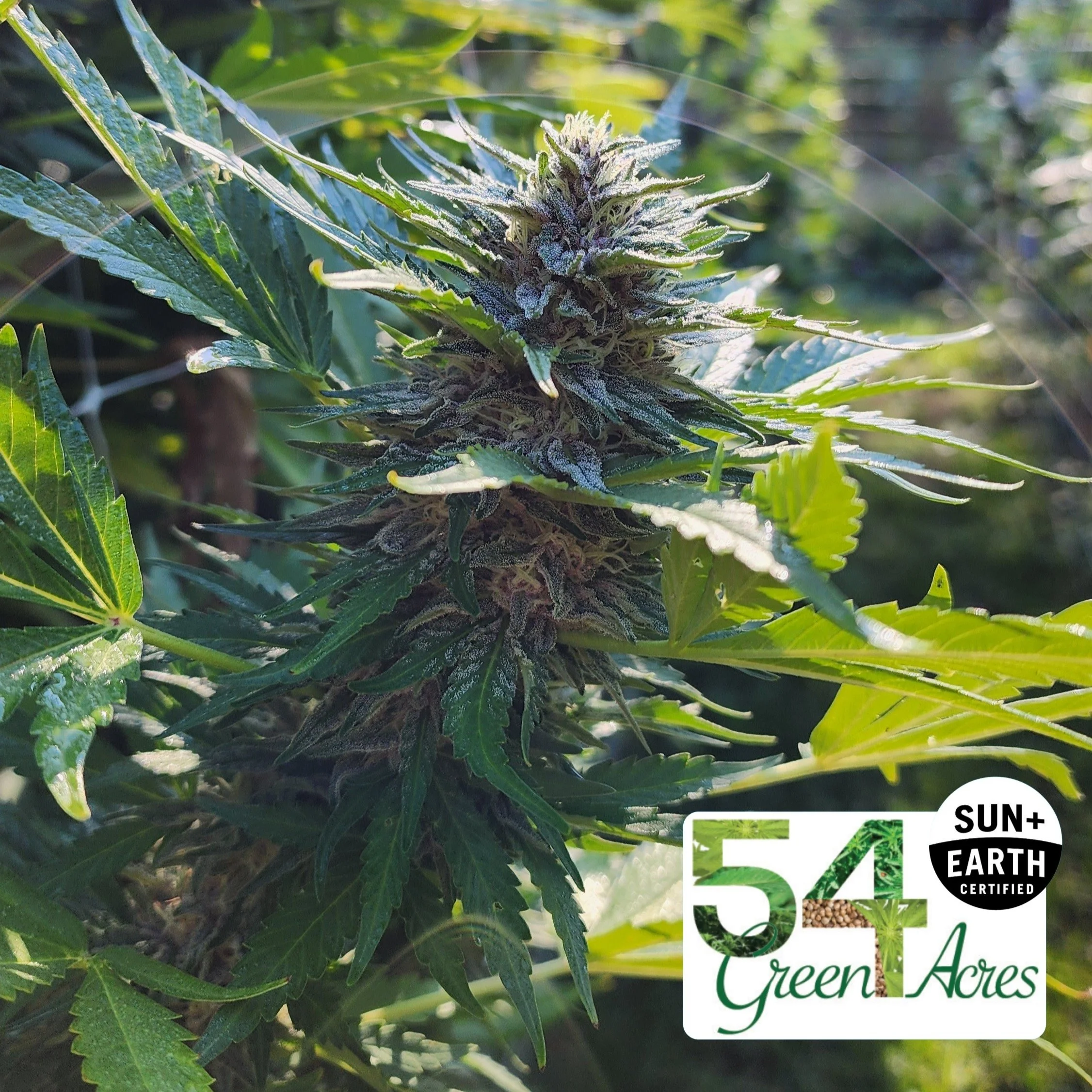 Farm Spotlight: 54 Green Acres