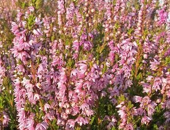 calluna_vulgaris.jpg