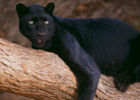 That panther? It’s alive.