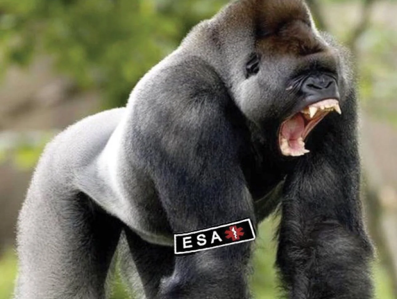 Misunderstood Emotional Support Animal Goes Bananas