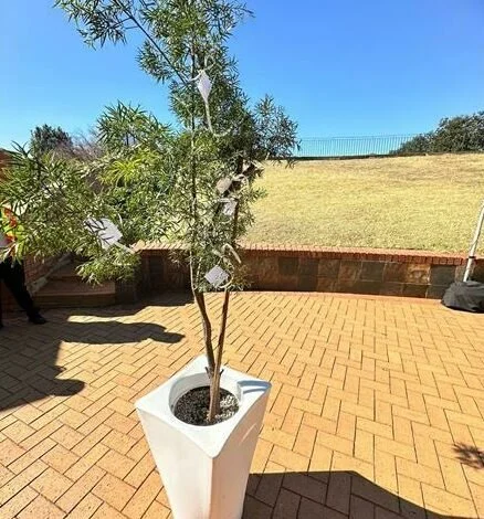 Northcliff Mellville Times : Make a wish on a tree at the Johannesburg Botanical Gardens