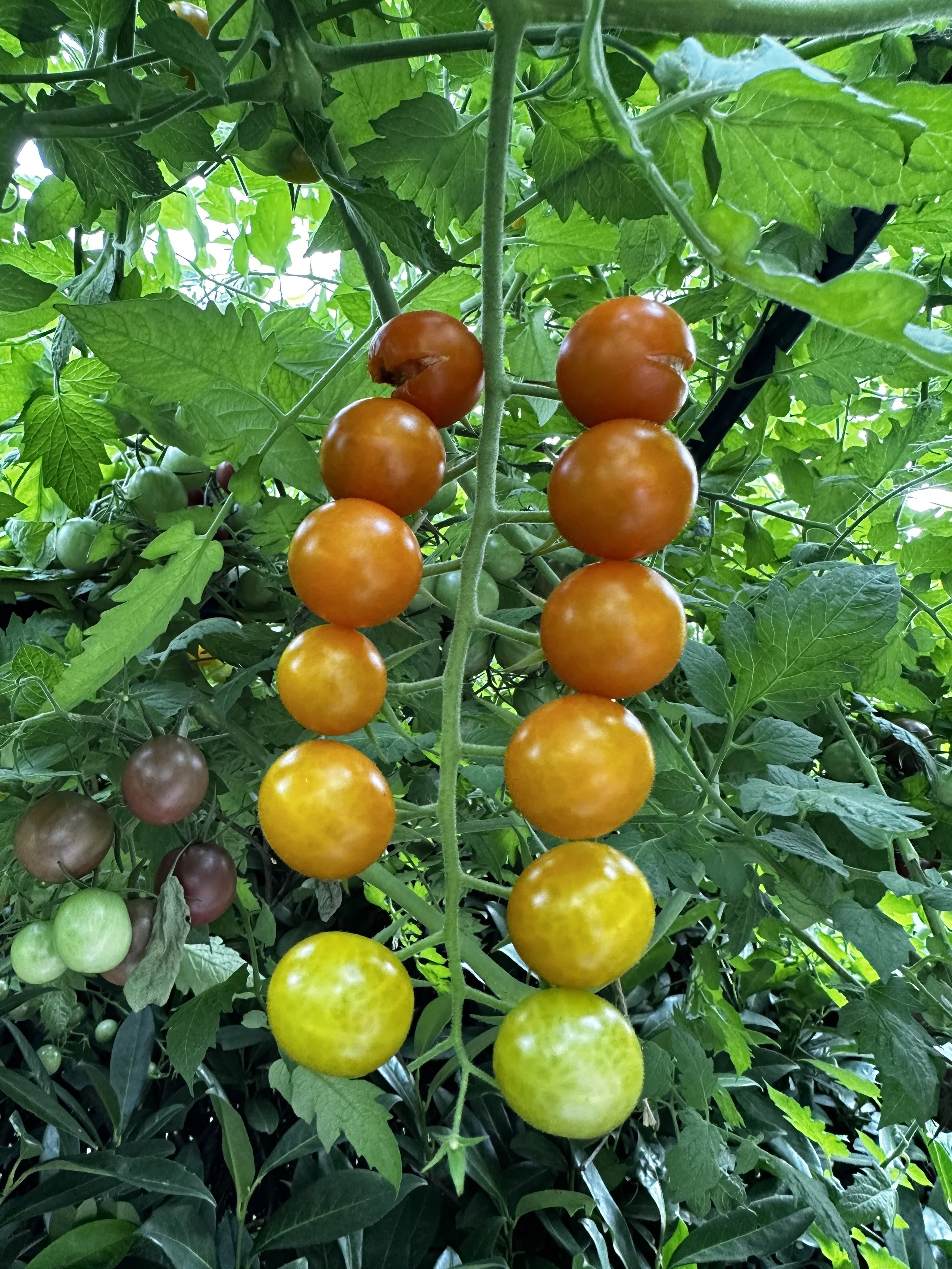 Savoring the End of Tomato Season | 4 Fresh &amp; Delicious Recipes