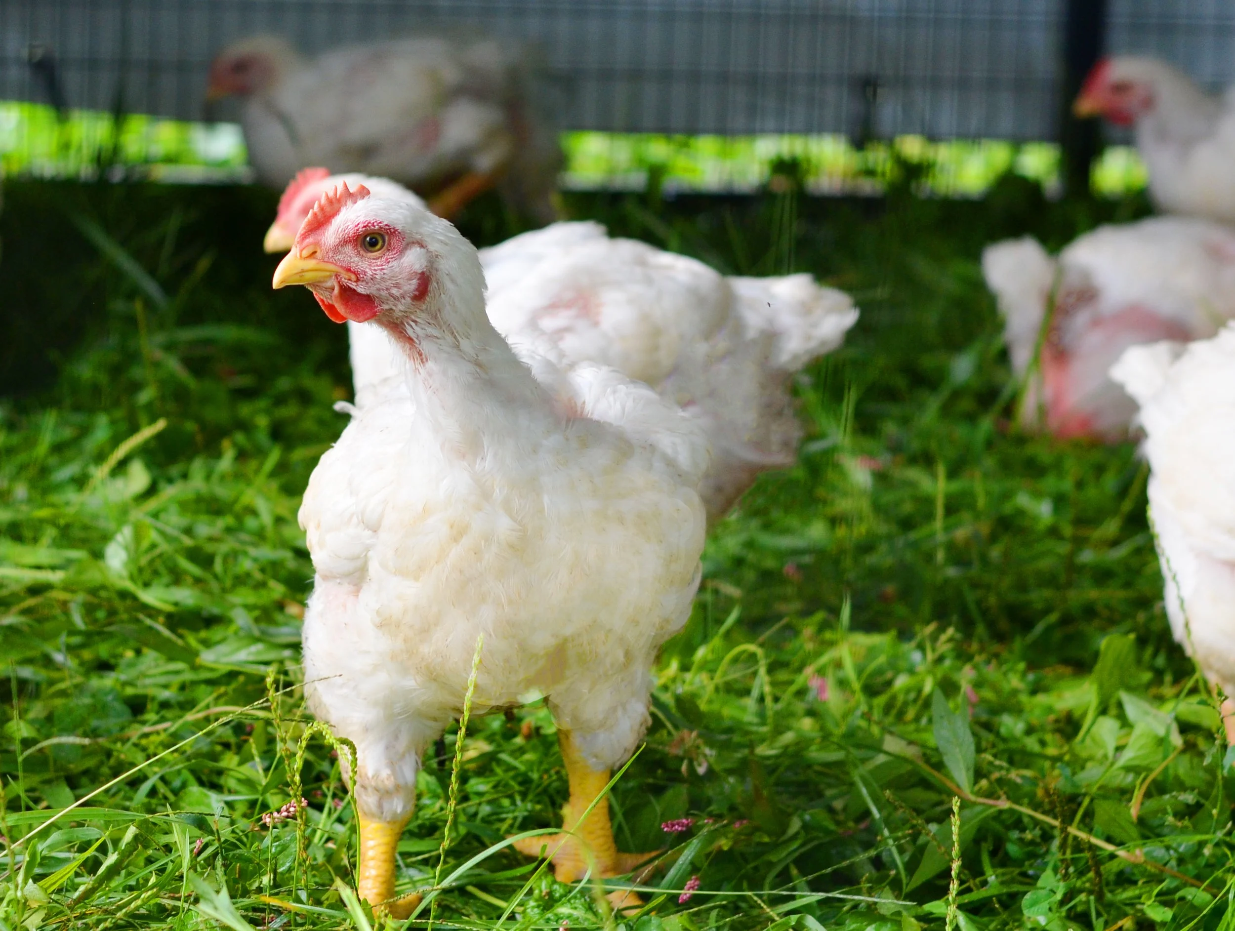 Did you know our chicken is all pasture-raised?