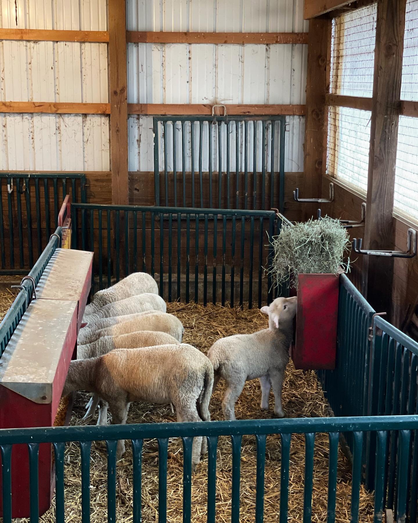 This has been a busy and long lambing season! There are over 100 lambs on the ground now. This barn is so much fun when it&rsquo;s alive with baby lambs and doting ewes. 

We have had a lot of calls about ewe lambs&hellip;the majority of these lambs 