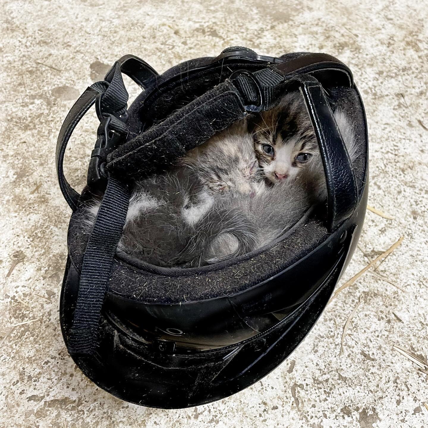 You never know when you&rsquo;ll find a riding helmet full of kittens in the Tack Room.

#DBfarms #farmkittens #familyfarming #ohioagriculture #lifeonthefarm #sheepfarming #beeffarm