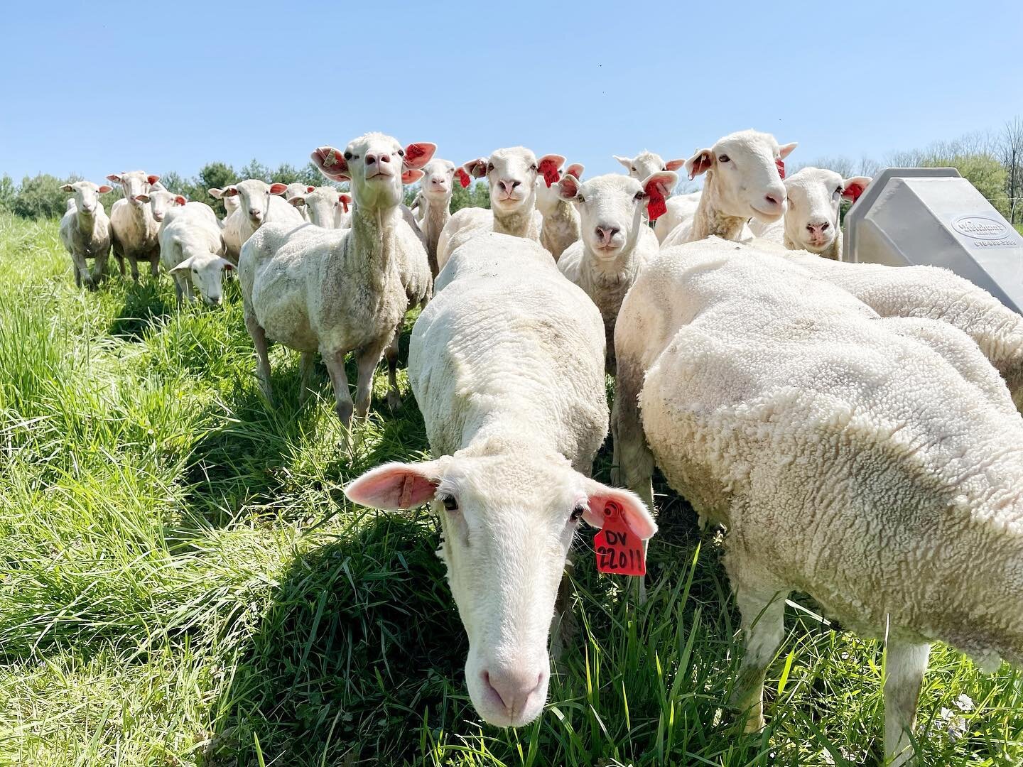 My favorite day of the year is when the animals all go on pasture. Happy sheep ❤️

#DBfarms #sheepfarming #sheeponpasture #regenerativeagriculture #familyfarming #polypaysheep #rotationalgrazing