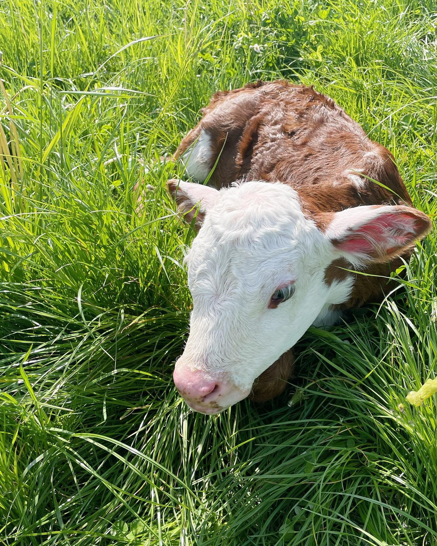 First calf of the season&hellip;and she was born on Mother&rsquo;s Day ❤️

#DBfarms #herefordcattle #ohiobeeffarm #familyagriculture #newcalf