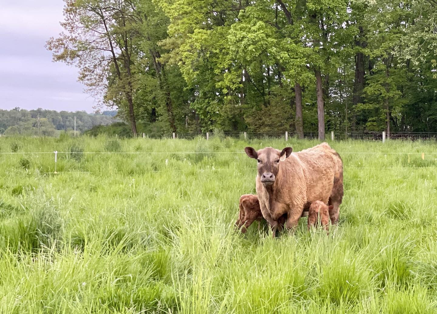 Twins! It isn&rsquo;t too common for a cow to have twins, so what a surprise these two were! 

We have two cows in our herd that aren&rsquo;t Hereford and this is one of them&hellip;Triscuit is an old show heifer of my daughter&rsquo;s. She was bred 