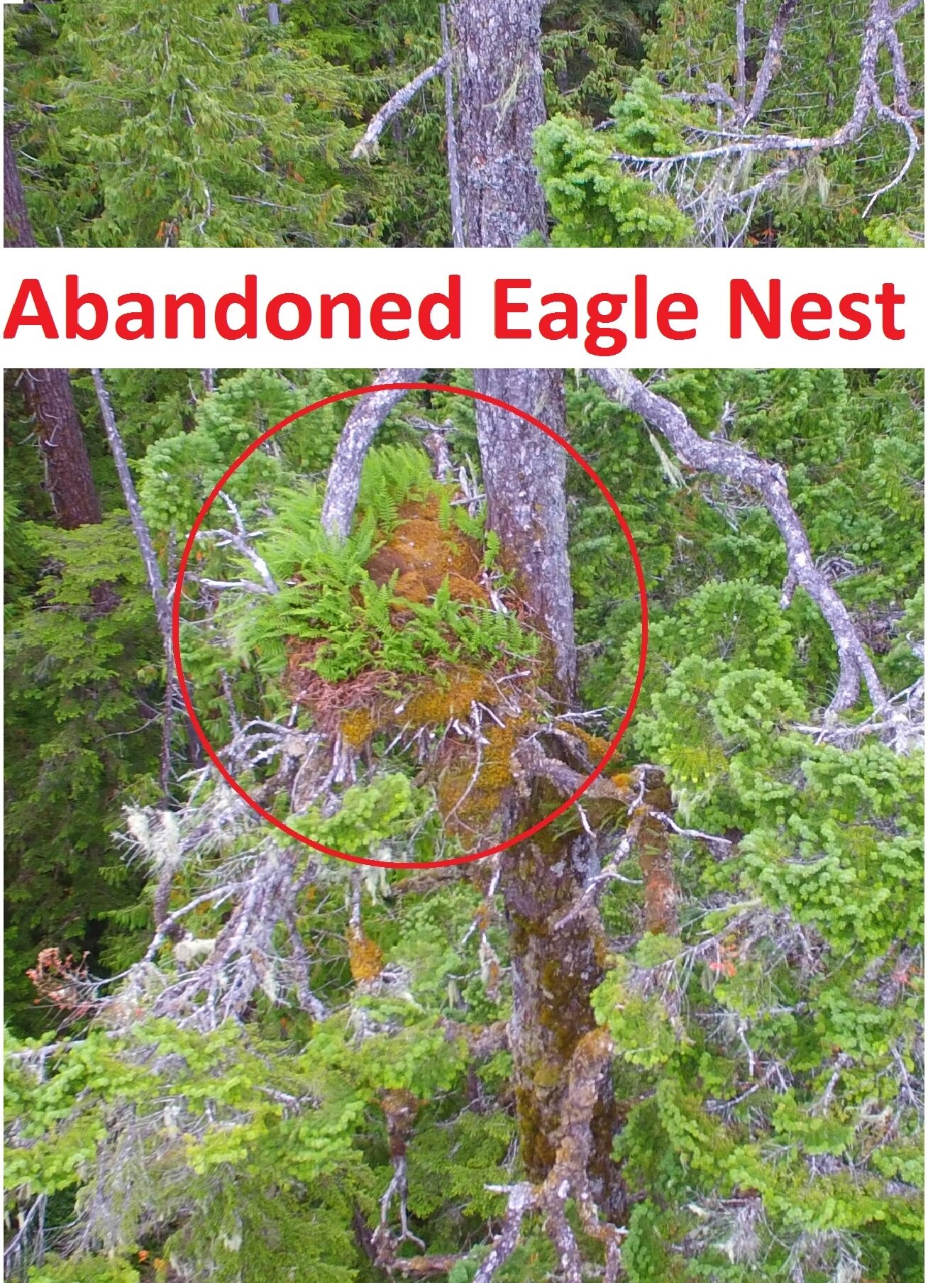 Eagle Nest.jpg