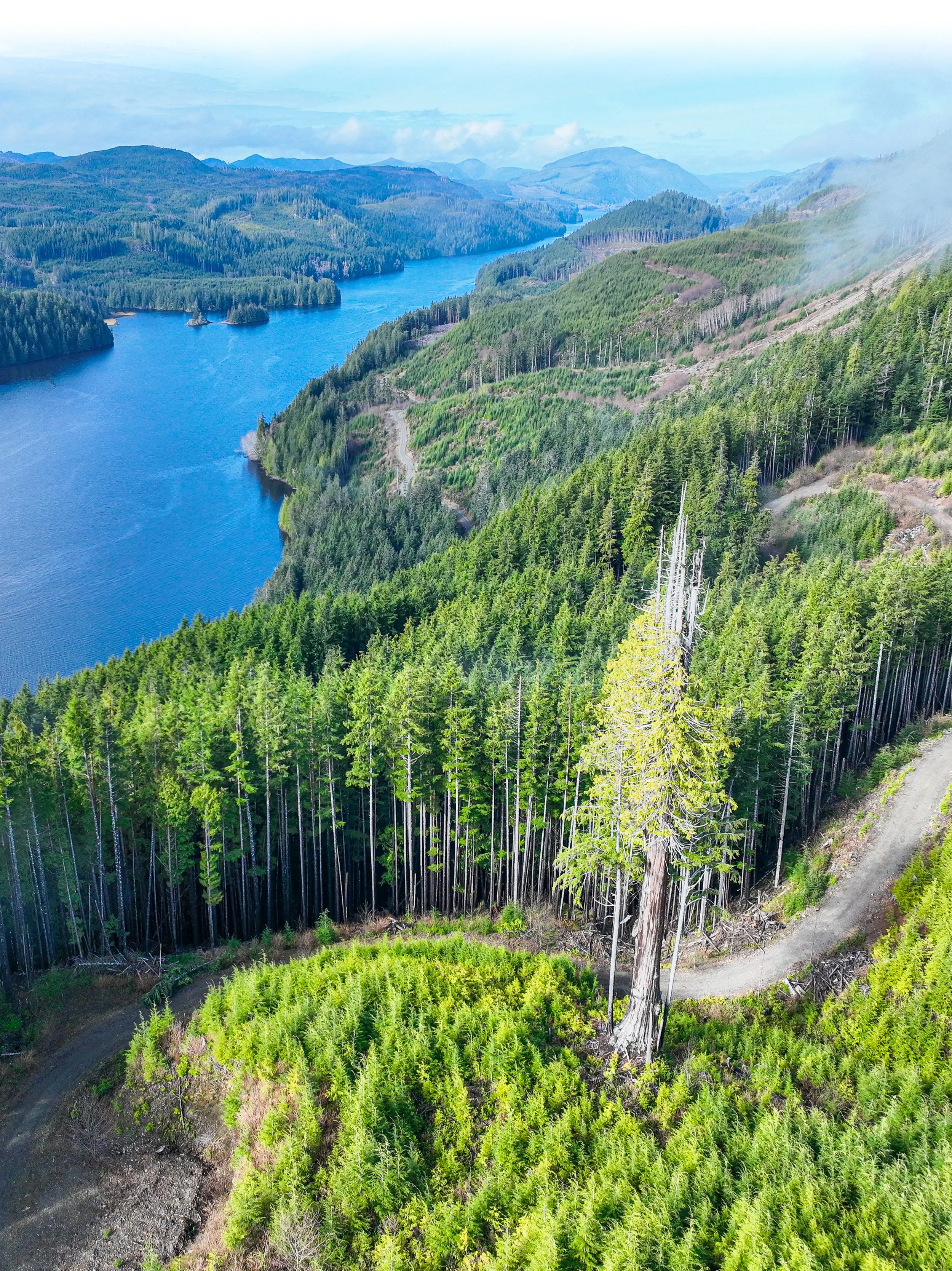 Forestry