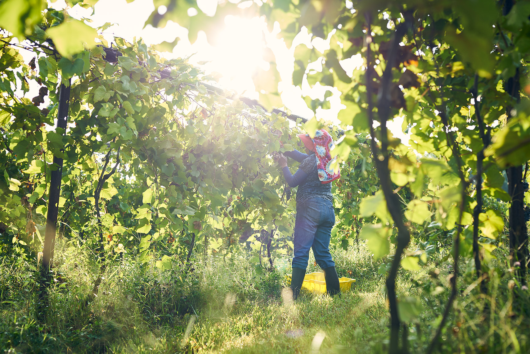 Casanel Harvest.jpg