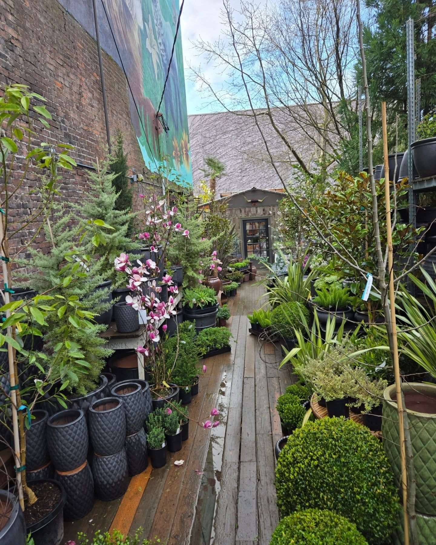 It's pretty much like a fuck yes forrest of fabulous in here today and that sun is out

Come say hi and let's build beautiful gardens 

Open Saturday 10 til 1

Xo dad