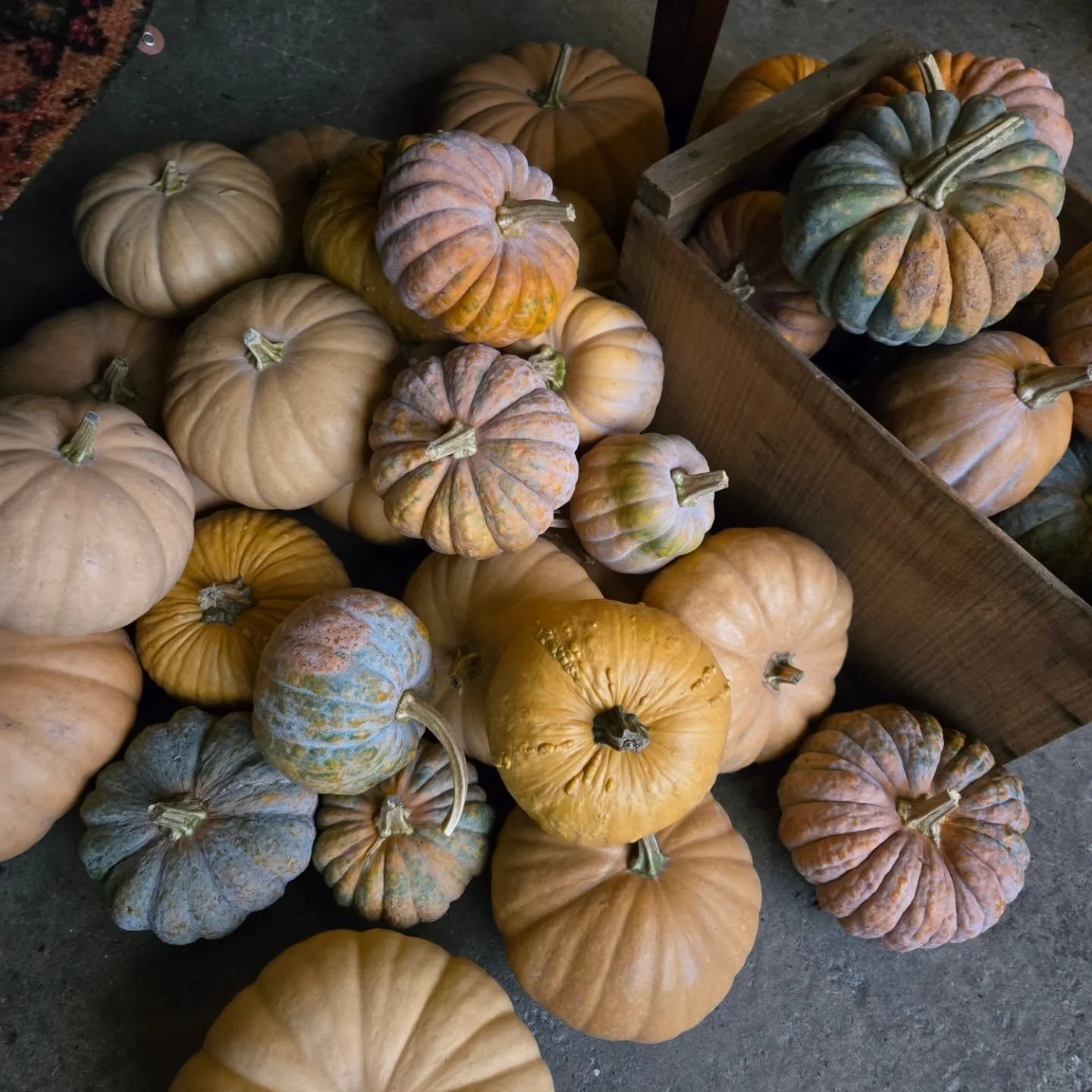 Hey there sweet sweet babies come say hi to dad Saturday 9 til 1 at the warehouse

That address is 640 N Page Street. Lets hug, buy all the discounted pumpkins, chat the holiday vision and just feel better about life

I would love to see you Dad

Ps 