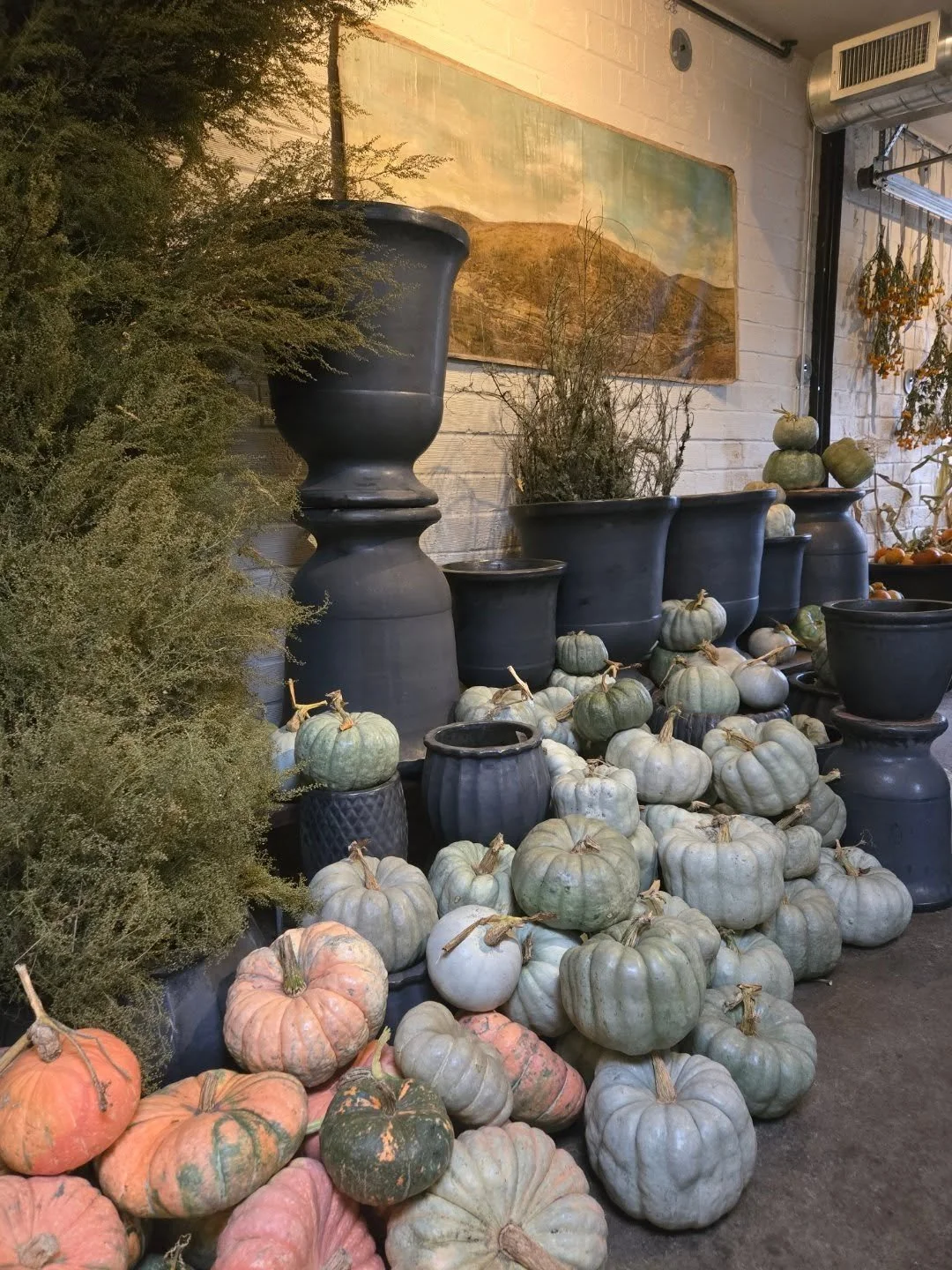 Its snuggly in here come say hi

All pumpkins are $1 to $6, I will load 640 N Page St 
Xo dad