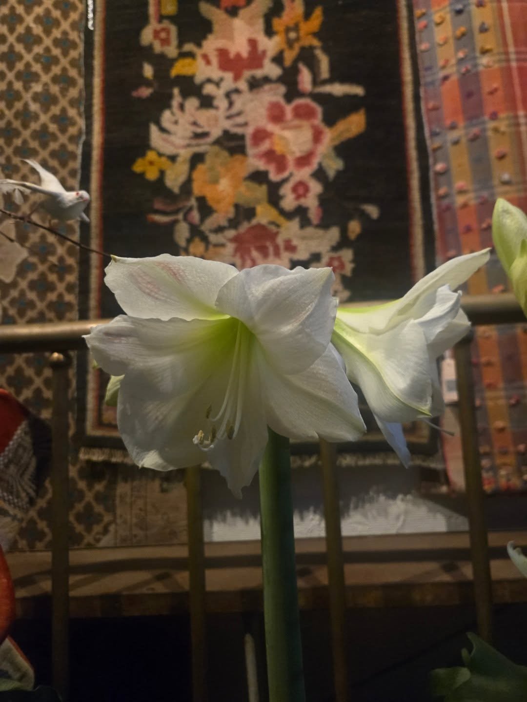 We're going to be open Wednesday 10 ril 4
640 N Page St

Gonna be running around getting ready for the wild weekend so come on by

Best greens for those Thanksgiving tables, black fatsu pumpkins to tumble, wreaths for host gifting, forced bulbs and b