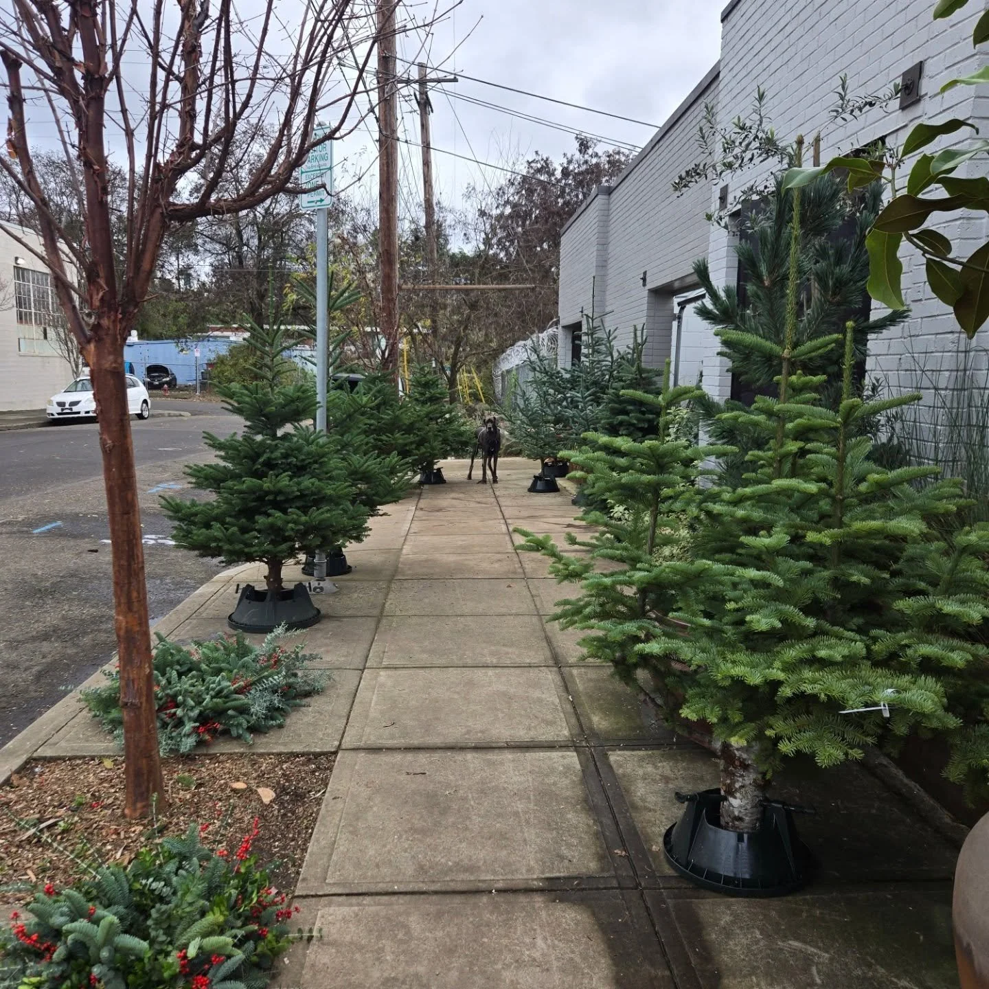 Open today 10 til 4 640 N Page St 

Xo dad