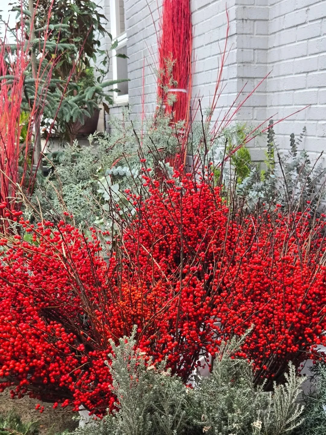 Good morning cuties.  Its a fabulous day for all things good taste and hugs from the big grey dog

Pottery is 50% off, vintage rugs from @experimentalvintage, best calming and healing treats from @loweslavenderfarm, forced bulbs, vintage ornaments 20