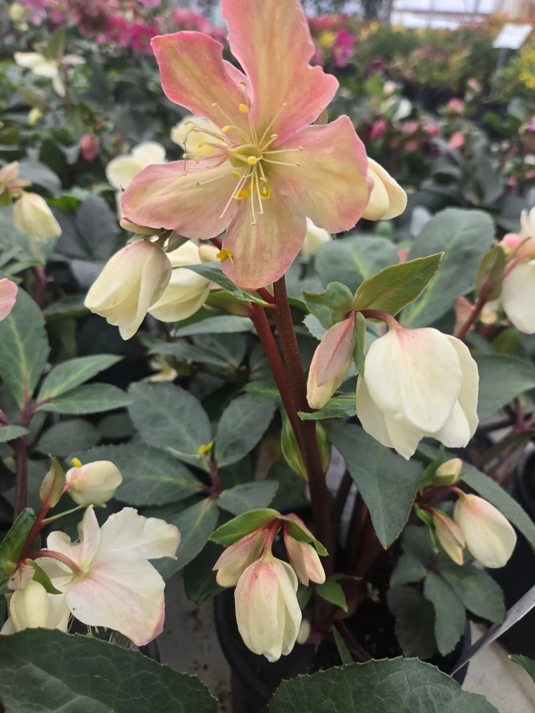 Beauty sure is important right now

Hugs dad