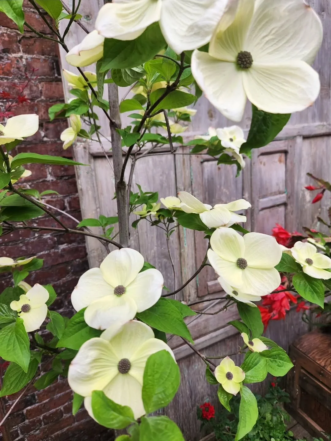 We will be open this coming Saturday 10 til 1 for sunshine, garden gossip and a roaring fire for casting those spells for protection for all  from these dissapointing humans doing super shitty things rn

Fuck fear, fuck this administation, those who 