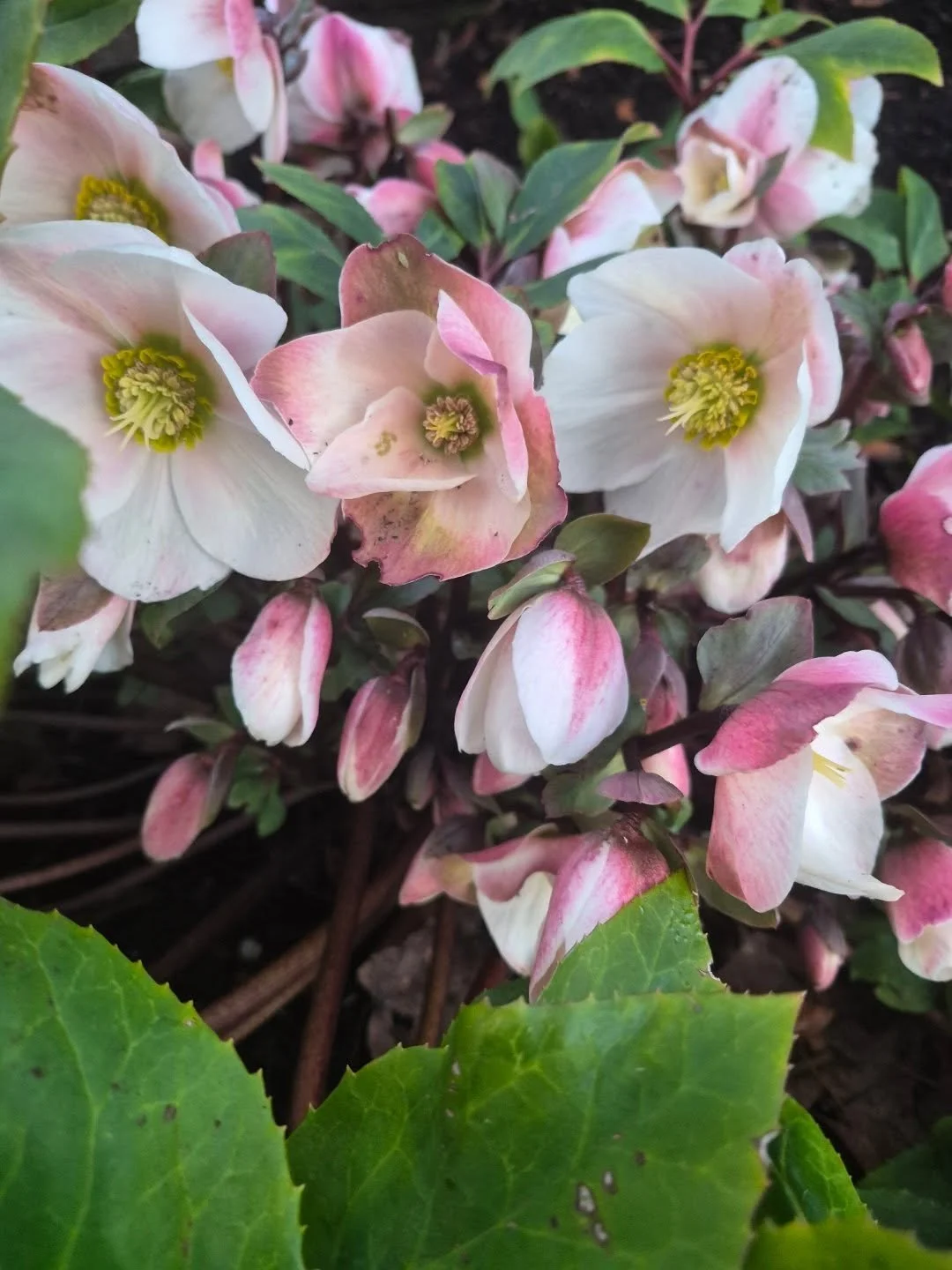 Hey cuties this week installs this week has our schedule jammed and left us with no time to get Russell ready for spring and open

We will yell loud when we are ready for a good time

Xo dad