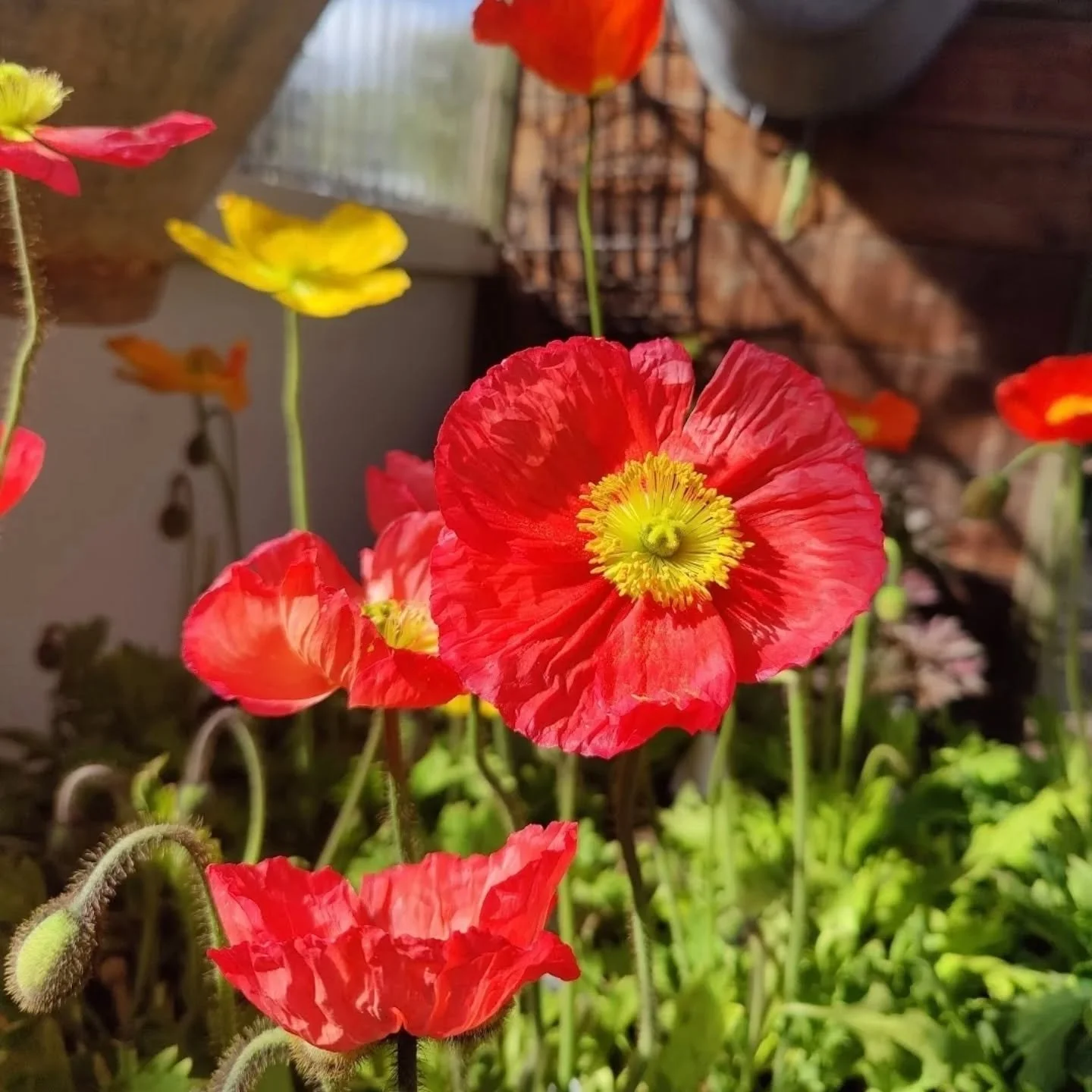 We will be open Saturday 10ish til 1 for garden gossip, big ass pots and sweet kisses of spring

Come say hi, yell fuck with me, big ass hugs and all the complimentary sass per usual 

Raise a little hell always, love dad