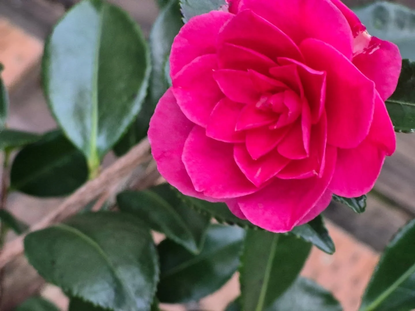 She's real cute and we are open Saturday 10ish til 1. I gotta hit a 9am client meeting then to Russell for a good time morning with a dash of spring 

Lets chat big ass pots, I'll show you all the special magnolias we have right now, we can gossip yo