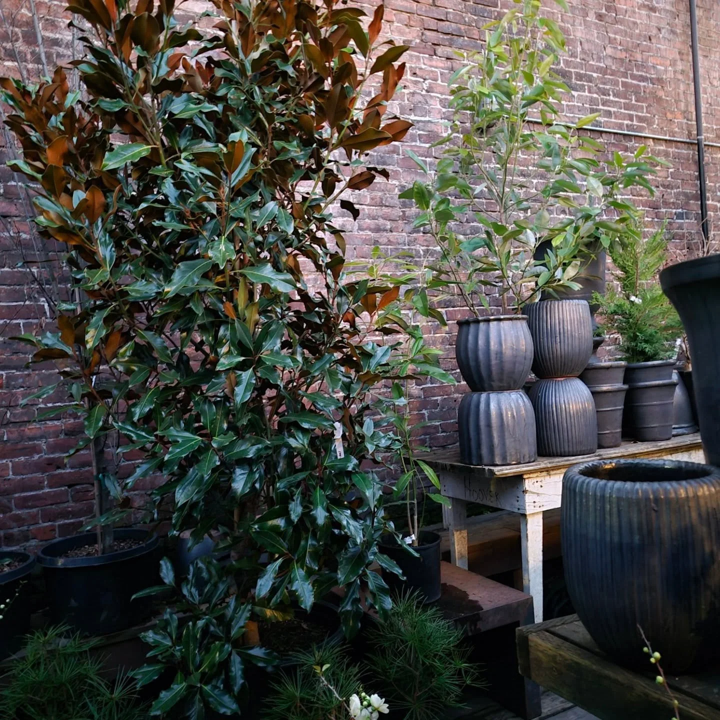 Open Saturday 10 til 1 cuties. Lets chat all things dirty and let's tell mama nature we're here for the rain but let's just space it out a little bit k

Looking forward to getting down to Russell early and making you all a pretty place to come hang

