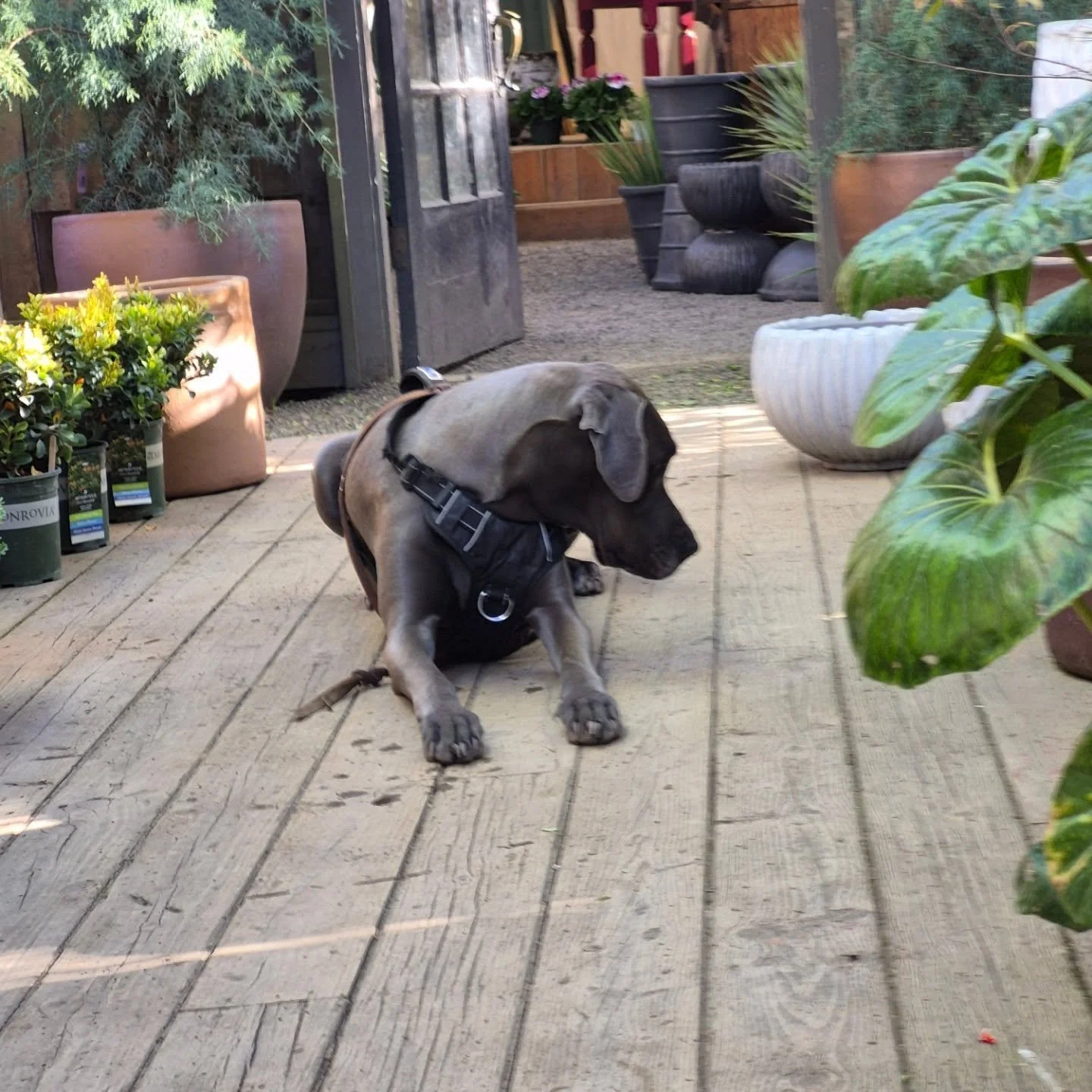 Open Saturday and Sunday 9 til 1 for scissor kicks and good times only

Come in let's gossip good gardens and drop f bombs till we spend all your monies 

Always appreciate your support 
Xo dad