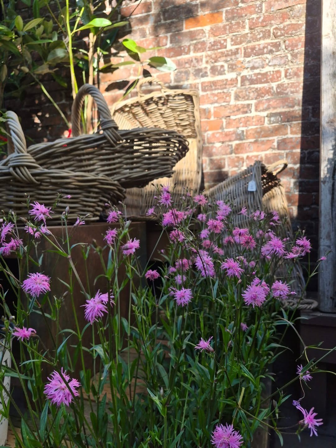 Hey cuties we are open this weekend 9 til 1 both Saturday and Sunday. Come buy all the things to make you feel better 

Always be more like Dolly and always.  Shop local for a month, try it out. Your favorite Portland brands will love you forever and