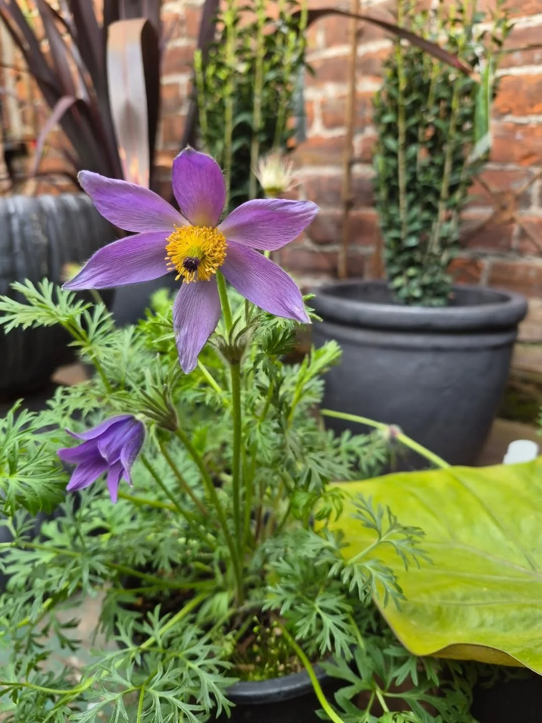 What a beautiful weekend ahead of us and we are here for it

Open Saturday and Sunday 9 til 1 for big ass pots, yum spring bullshit and garden gossip 

Come raise some hell
Love dad