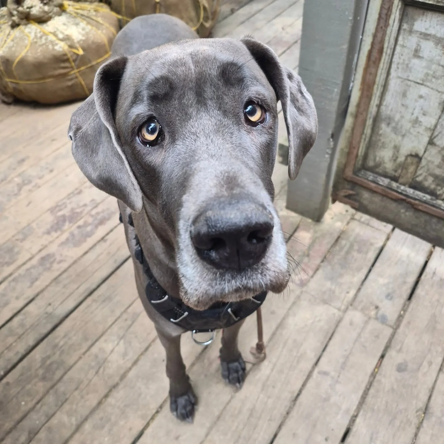Happy Friday friends its rummage sale day
25% off plants and pots, tons of vintage holiday $5, vintage pottery a bargin, lots of rando good taste things up for grabs and a little plants with character section 

Here 9 til 2
Xo dad