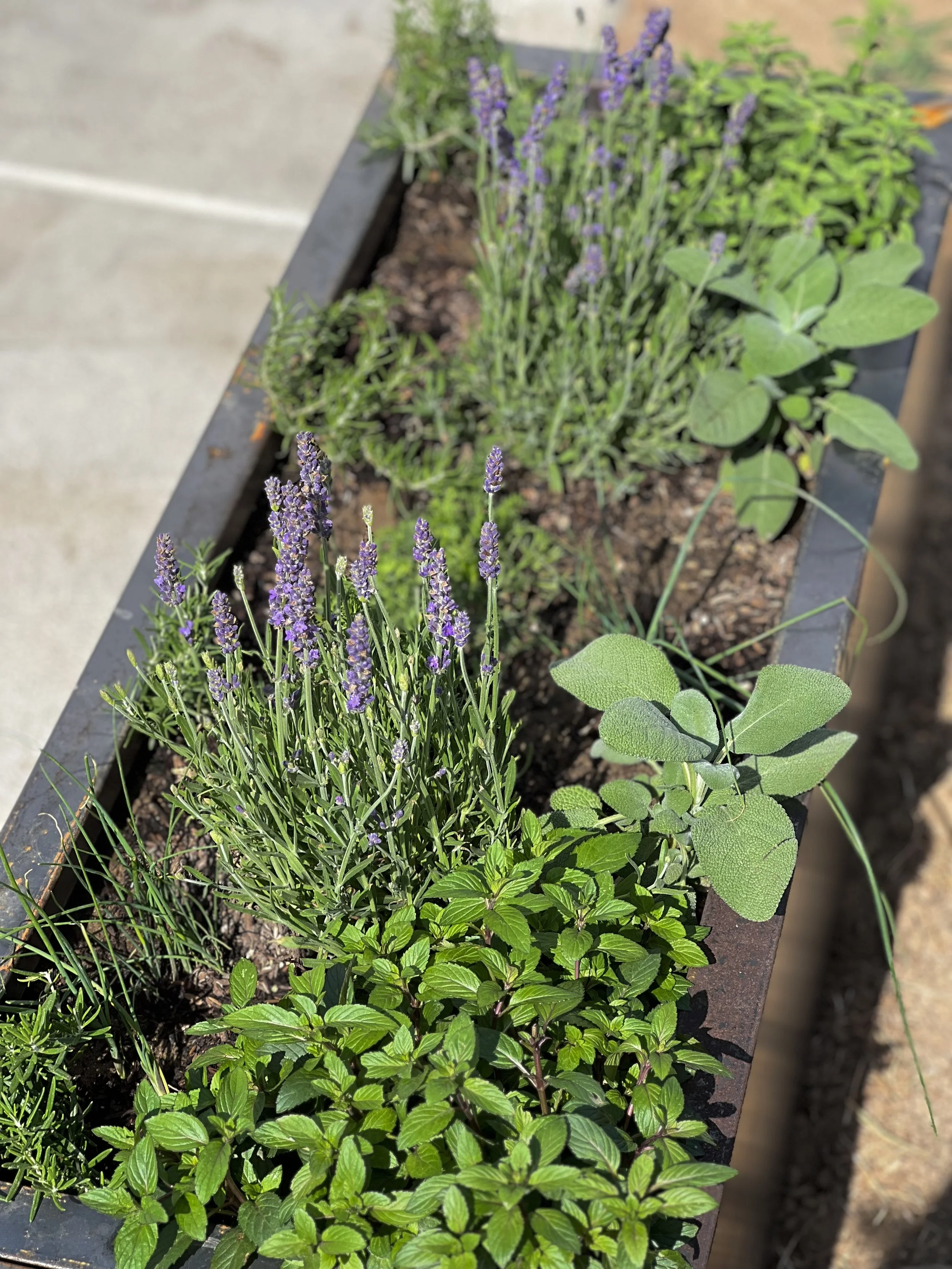 The Perennial Herb Box