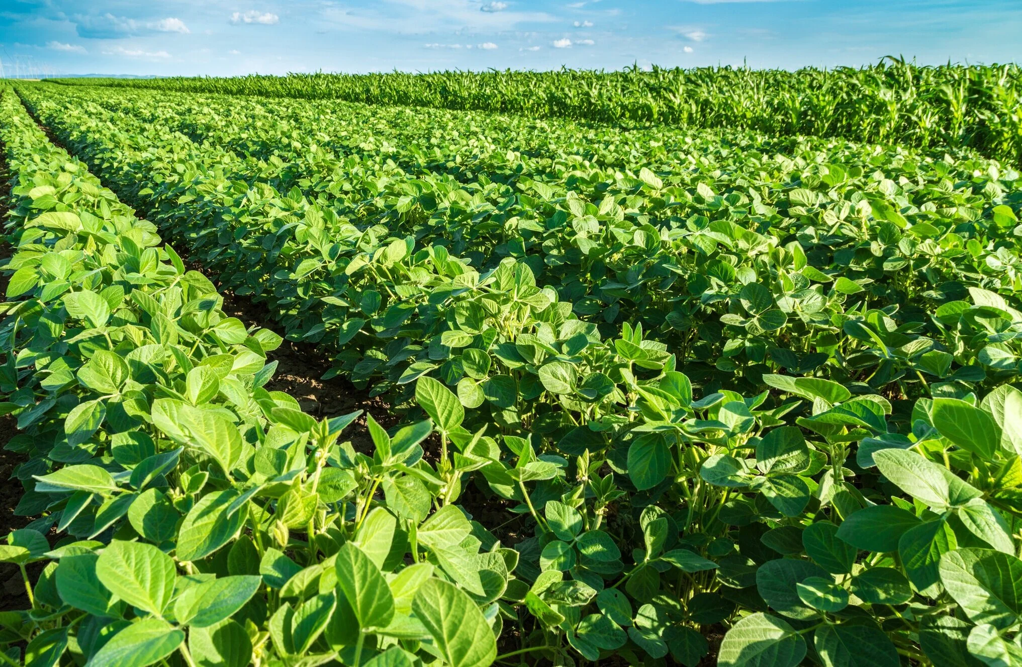 GreenSoybeanField.jpg