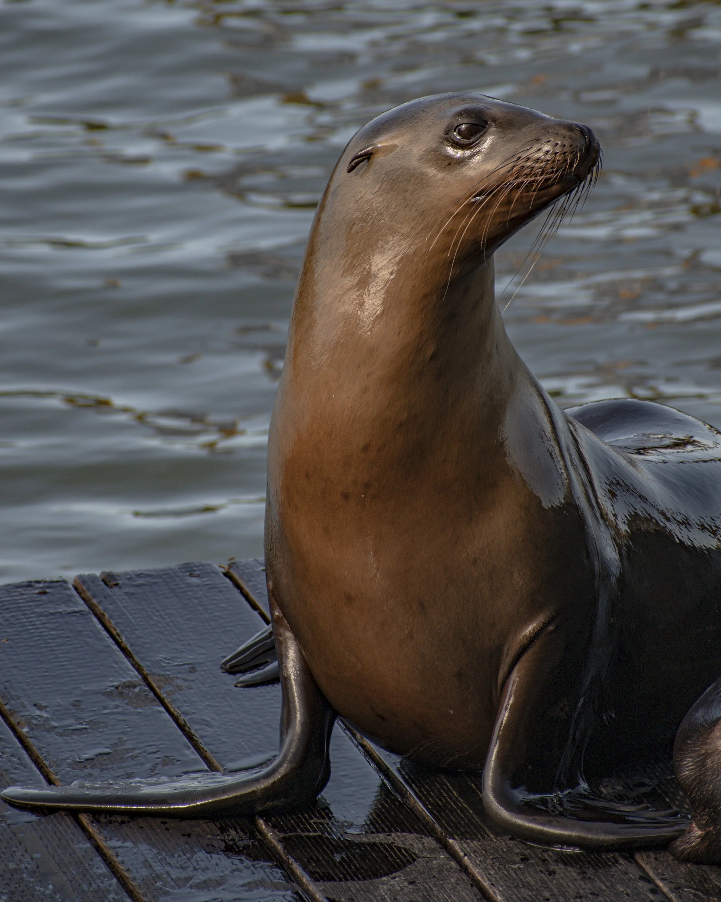 Close-up of a sea lion sitting on a wooden dock near the water.