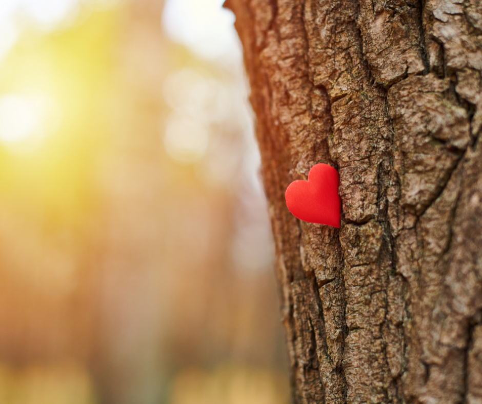 Creation Care Corner