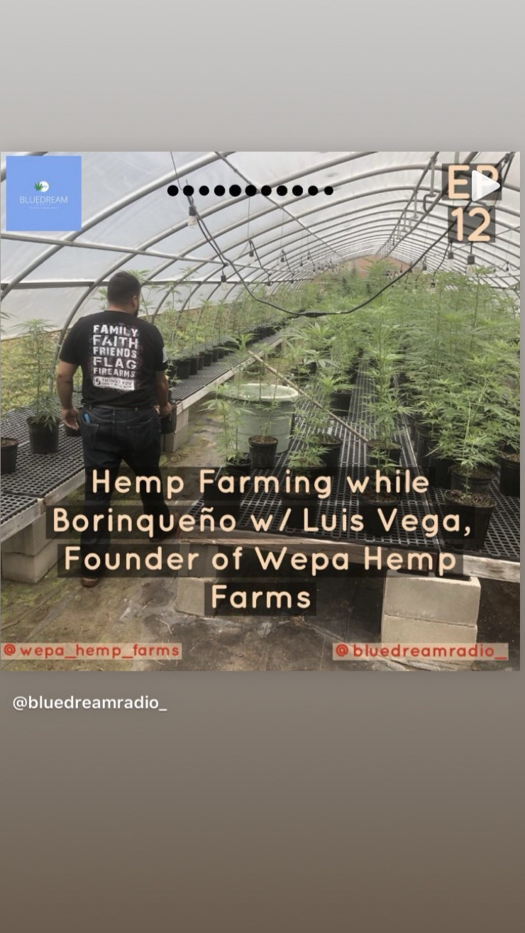 Hemp Farming While Borinqueño w/ Luis Vega, Founder of Wepa! Hemp Farms