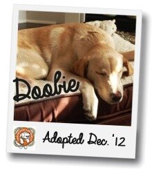 Doobie Polaroid_0.jpg