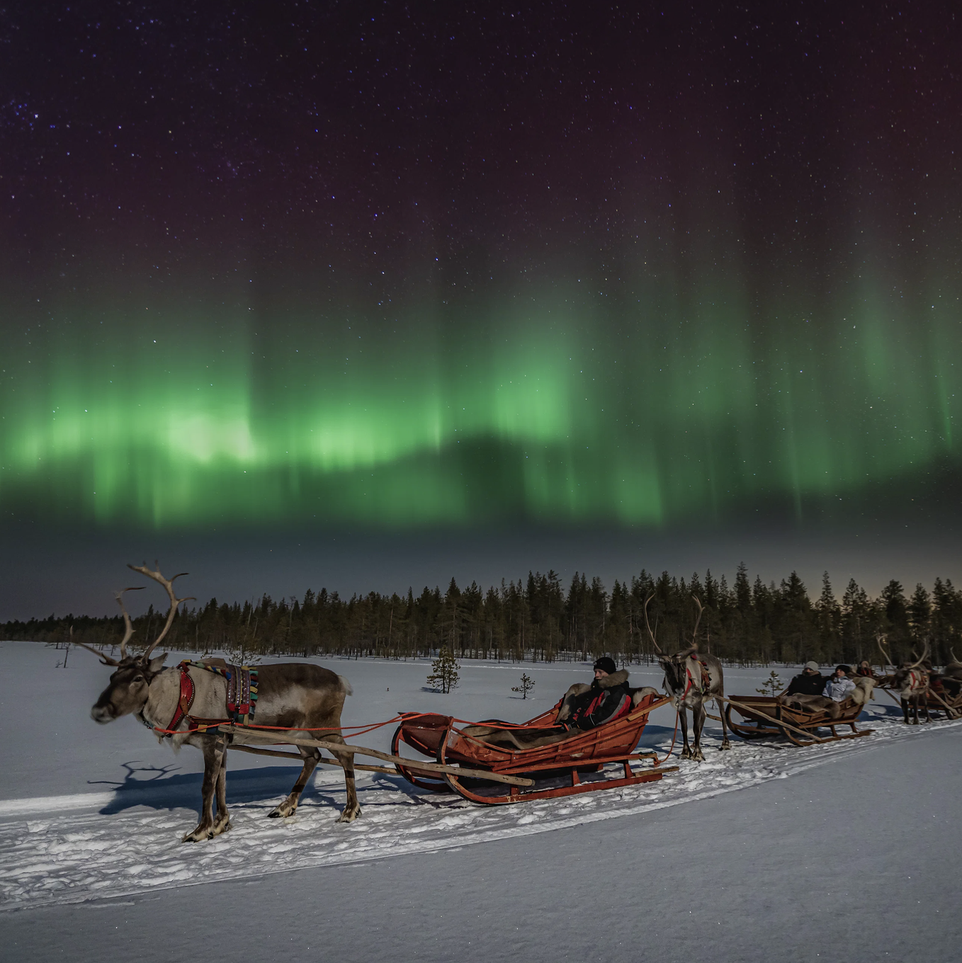 WEB NL REINDEER 1.png