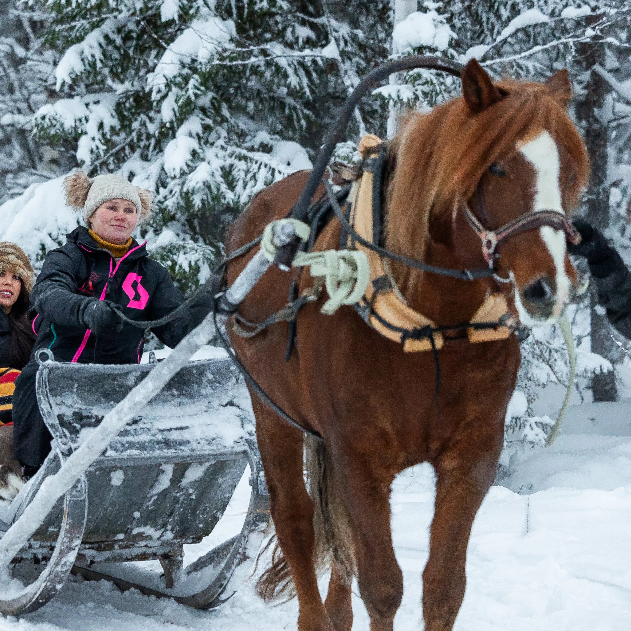 WEB Charming Horse Sleigh Ride 1.jpg